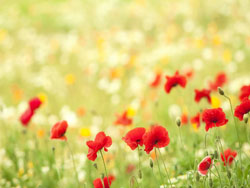 盘点cf可以白嫖的免费服务